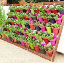 Planting 60 pots for a remembrance flower wall